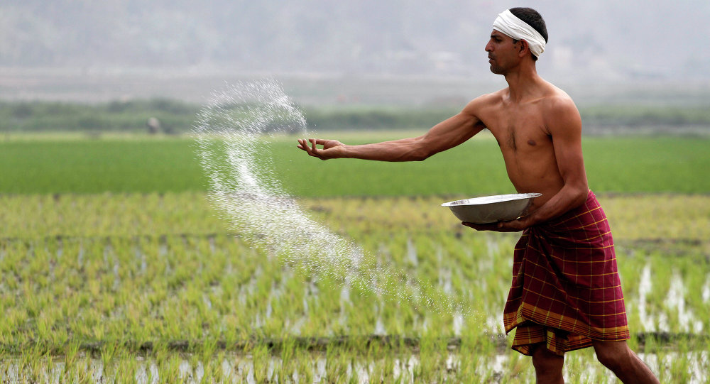 India busca países africanos para exportar arroz